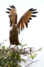 Savanna Hawk, take off